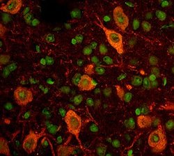 Invitrogen GFRAL Polyclonal Antibody 100 &mu;g; Unconjugated:Antibodies,