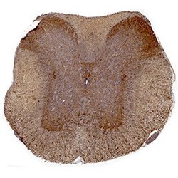 Invitrogen GFRAL Polyclonal Antibody 100 &mu;g; Unconjugated:Antibodies,