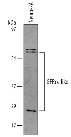 Invitrogen GFRAL Polyclonal Antibody 100 &mu;g; Unconjugated:Antibodies,