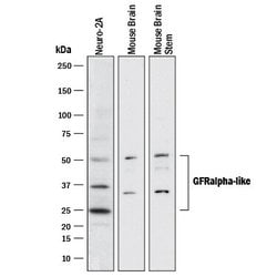 Invitrogen GFRAL Polyclonal Antibody 100 &mu;g; Unconjugated:Antibodies,