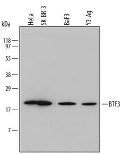 Invitrogen BTF3 Polyclonal Antibody 100 &mu;g; Unconjugated:Antibodies,