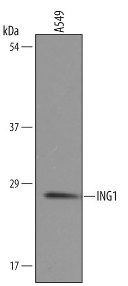 Invitrogen ING1 Polyclonal Antibody 100 &mu;g; Unconjugated:Antibodies,