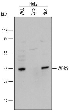 Invitrogen WDR5 Polyclonal Antibody 100 &mu;g | Buy Online | Invitrogen&trade; | Fisher Scientific