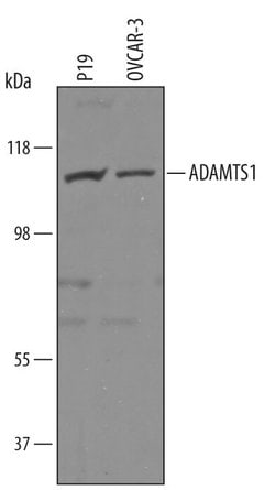 Invitrogen ADAMTS1 Polyclonal Antibody 100 &mu;g; Unconjugated:Antibodies,
