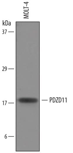 Invitrogen PDZD11 Polyclonal Antibody 100 &mu;g; Unconjugated:Antibodies,