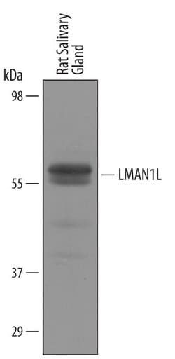 Invitrogen Lman1l Polyclonal Antibody 100 &mu;g; Unconjugated:Antibodies,