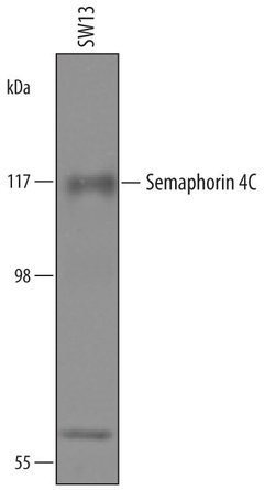 Invitrogen SEMA4C Polyclonal Antibody 100 &mu;g; Unconjugated:Antibodies,