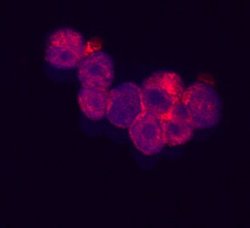 Invitrogen RARRES3 Polyclonal Antibody 100 &mu;g; Unconjugated:Antibodies,