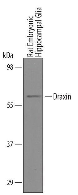 Invitrogen Draxin Polyclonal Antibody 100 &mu;g; Unconjugated:Antibodies,