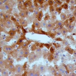 Invitrogen MSP Polyclonal Antibody 100 &mu;g; Unconjugated:Antibodies,