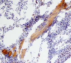 Invitrogen BMP-6 Polyclonal Antibody 100 &mu;g; Unconjugated:Antibodies,