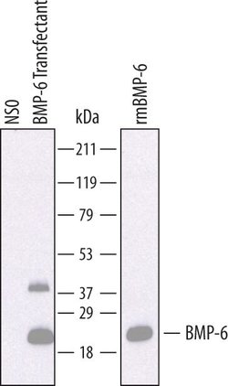 Invitrogen BMP-6 Polyclonal Antibody 100 &mu;g; Unconjugated:Antibodies,