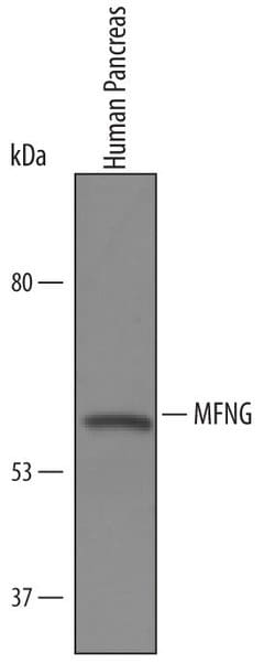 Invitrogen MFNG Polyclonal Antibody 100 &mu;g; Unconjugated:Antibodies,