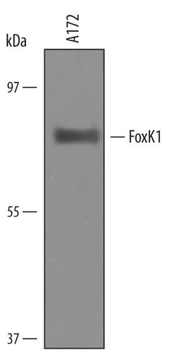 Invitrogen FOXK1 Polyclonal Antibody 100 &mu;g | Buy Online | Invitrogen&trade; | Fisher Scientific