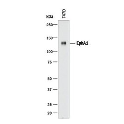 Invitrogen EphA1 Polyclonal Antibody 100 &mu;g; Unconjugated:Antibodies,