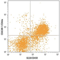Invitrogen CEACAM1 Polyclonal Antibody 100 &mu;g; Unconjugated:Antibodies,