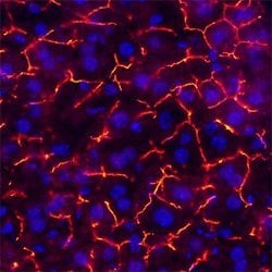 Invitrogen CEACAM1 Polyclonal Antibody 100 &mu;g; Unconjugated:Antibodies,