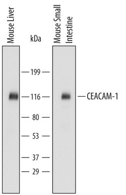 Invitrogen CEACAM1 Polyclonal Antibody 100 &mu;g; Unconjugated:Antibodies,