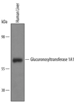 Invitrogen UGT1A1 Polyclonal Antibody 100 μg; Unconjugated:Antibodies,