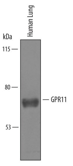 Invitrogen GPR111 Polyclonal Antibody 100 &mu;g; Unconjugated:Antibodies,