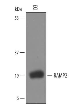 Invitrogen RAMP2 Polyclonal Antibody 100 &mu;g; Unconjugated:Antibodies,