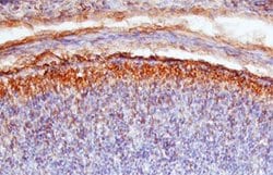Invitrogen SEMA4G Polyclonal Antibody 100 &mu;g; Unconjugated:Antibodies,