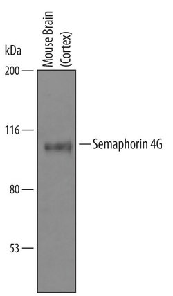Invitrogen SEMA4G Polyclonal Antibody 100 &mu;g; Unconjugated:Antibodies,