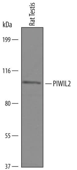 Invitrogen PIWIL2 Polyclonal Antibody 100 &mu;g; Unconjugated:Antibodies,