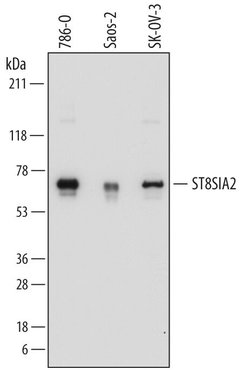 Invitrogen ST8SIA2 Polyclonal Antibody 100 &mu;g; Unconjugated:Antibodies,