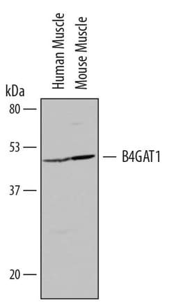 Invitrogen B3GNT1 Polyclonal Antibody 100 &mu;g; Unconjugated:Antibodies,