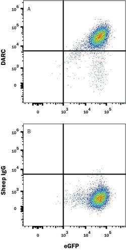 Invitrogen DARC Polyclonal Antibody 100 &mu;g; Unconjugated:Antibodies,