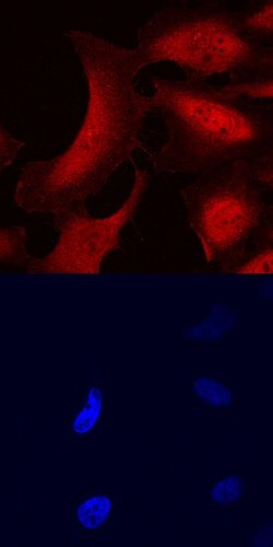 Invitrogen STS1 Polyclonal Antibody 100 &mu;g; Unconjugated:Antibodies,