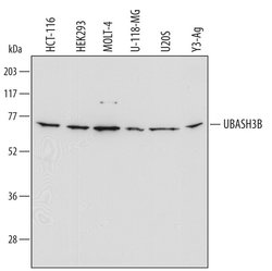 Invitrogen STS1 Polyclonal Antibody 100 &mu;g; Unconjugated:Antibodies,