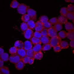 Invitrogen PCDH15 Polyclonal Antibody 100 &mu;g; Unconjugated:Antibodies,