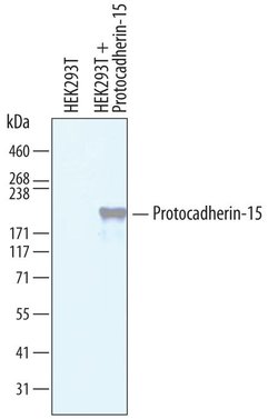 Invitrogen PCDH15 Polyclonal Antibody 100 &mu;g; Unconjugated:Antibodies,