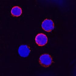 Invitrogen IFNGR1 Polyclonal Antibody 100 &mu;g; Unconjugated:Antibodies,