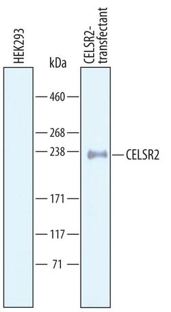 Invitrogen CELSR2 Polyclonal Antibody 100 &mu;g; Unconjugated:Antibodies,