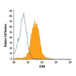 Invitrogen FCGRT Polyclonal Antibody 100 &mu;g; Unconjugated:Antibodies,