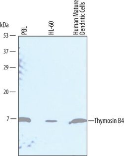 Invitrogen TMSB4X Polyclonal Antibody 100 &mu;g; Unconjugated:Antibodies,