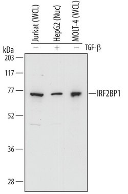 Invitrogen IRF2BP1 Polyclonal Antibody 100 &mu;g | Buy Online | Invitrogen&trade; | Fisher Scientific