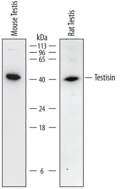 Invitrogen PRSS21 Polyclonal Antibody 100 &mu;g; Unconjugated:Antibodies,