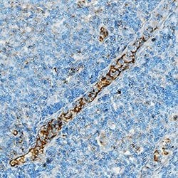Invitrogen CD357 (AITR/GITR) Polyclonal Antibody 100 &mu;g; Unconjugated:Antibodies,
