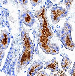 Invitrogen Folate Receptor alpha Polyclonal Antibody 100 &mu;g; Unconjugated:Antibodies,