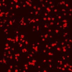 Invitrogen CD42d Polyclonal Antibody 100 &mu;g; Unconjugated:Antibodies,