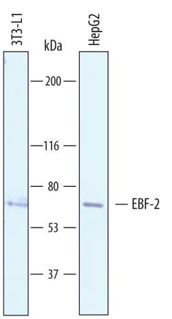 Invitrogen EBF2 Polyclonal Antibody 100 &mu;g | Buy Online | Invitrogen&trade; | Fisher Scientific