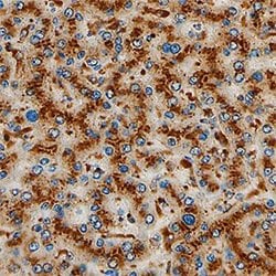 Invitrogen FUCA1 Polyclonal Antibody 100 &mu;g; Unconjugated:Antibodies,