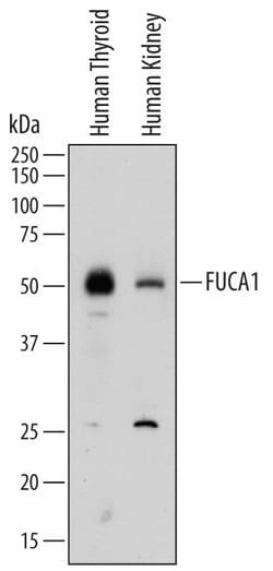 Invitrogen FUCA1 Polyclonal Antibody 100 &mu;g; Unconjugated:Antibodies,