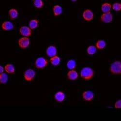 Invitrogen EMP Polyclonal Antibody 100 &mu;g; Unconjugated:Antibodies,