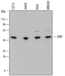 Invitrogen EMP Polyclonal Antibody 100 &mu;g; Unconjugated:Antibodies,