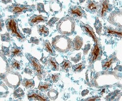 Invitrogen Angiopoietin 3 Polyclonal Antibody 100 &mu;g; Unconjugated:Antibodies,